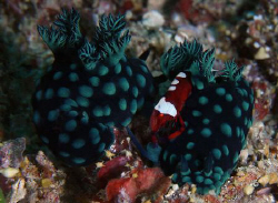Menage a trois! These two mating nudibrachs had a voyeur ... by John M Akar 